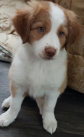 sadie
