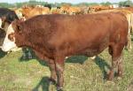 bull 3