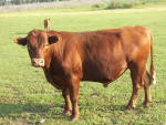 bull 5