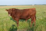 bull 1
