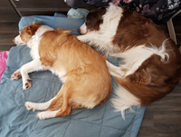 sadie and tiffany