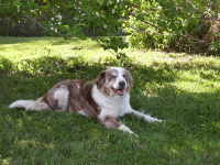 merle