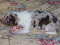 Red Merle Tricolor Male Pup