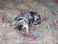 Red Merle Tricolor Male Pup
