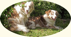 red merle border collie sisters
