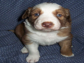 puppy