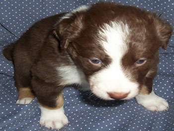 puppy