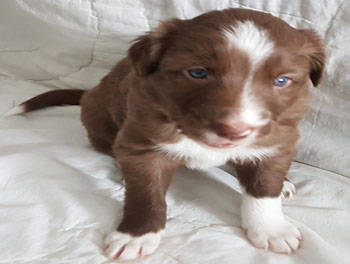 puppy