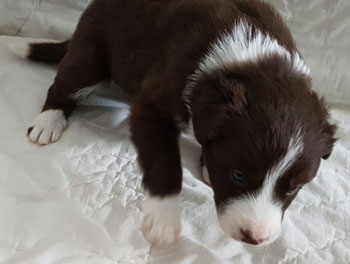 puppy