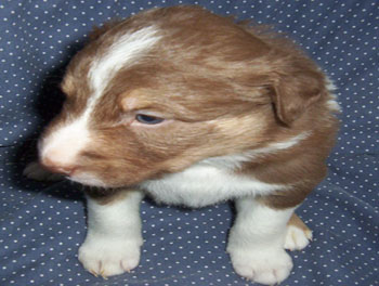 puppy