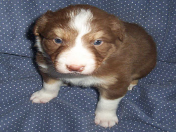 puppy