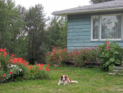 yard
