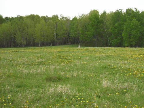 land