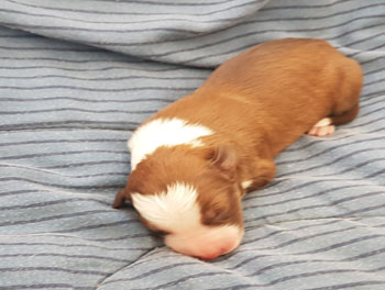 puppy