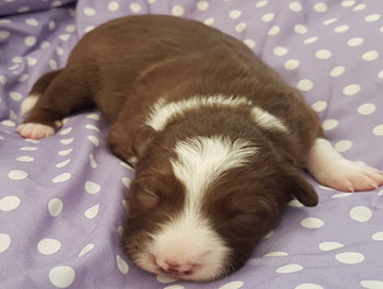 border collie pup