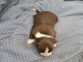 puppy