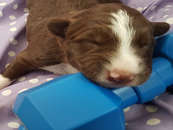 border collie pup