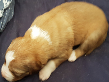pup
