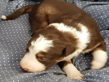 puppy