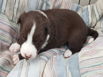 white and red pup