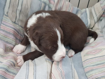 puppy