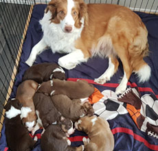 sadie and puppies
